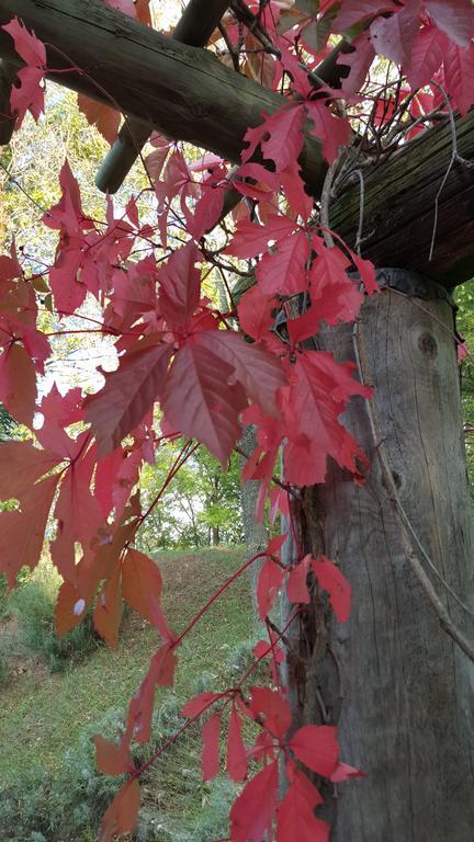 Residence Les Rossignols Roussillon en Isere 外观 照片